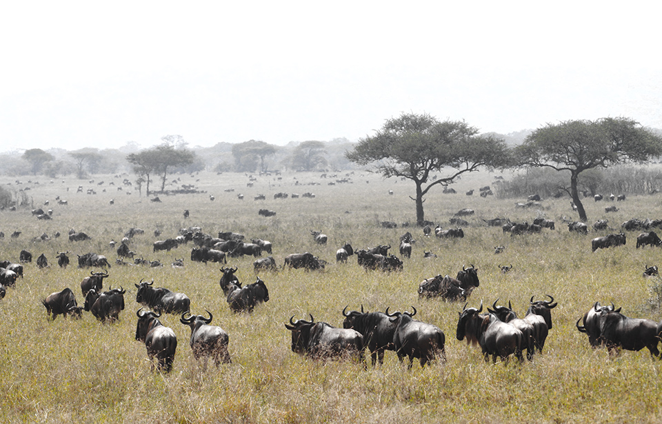 Wildlife Safari | Active Tanzania Adventures