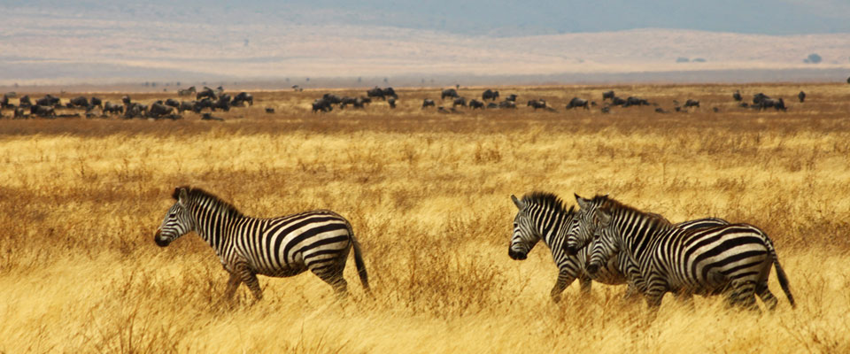 Active Tanzania Safaris & Adventures