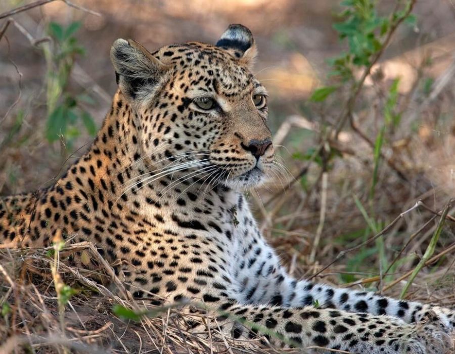 14 Days Active Safari3
