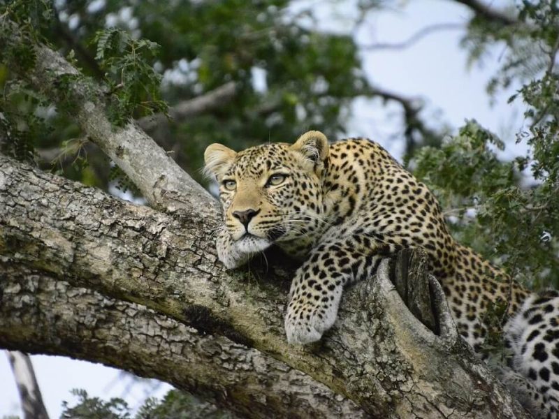 14 Days Safari, Deep Exploration of the Northern Circuit of Tanzania