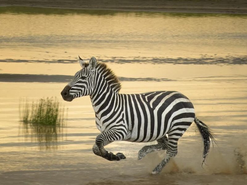 14 Days Safari, Deep Exploration of the Northern Circuit of Tanzania1