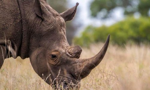 4 Days Safari, Discovering the Famous North of Tanzania