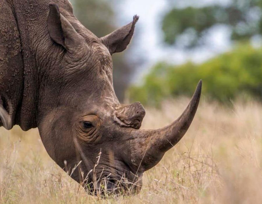4 Days Safari, Discovering the Famous North of Tanzania