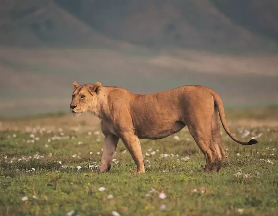 4 Days Safari, Discovering the Famous North of Tanzania2