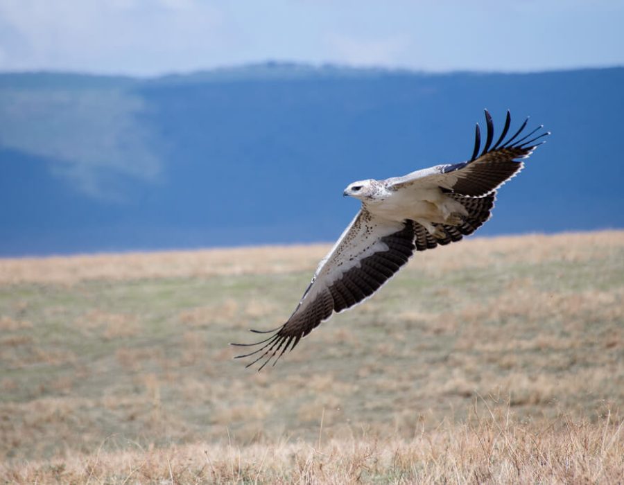 4 Days Safari, Discovering the Famous North of Tanzania3