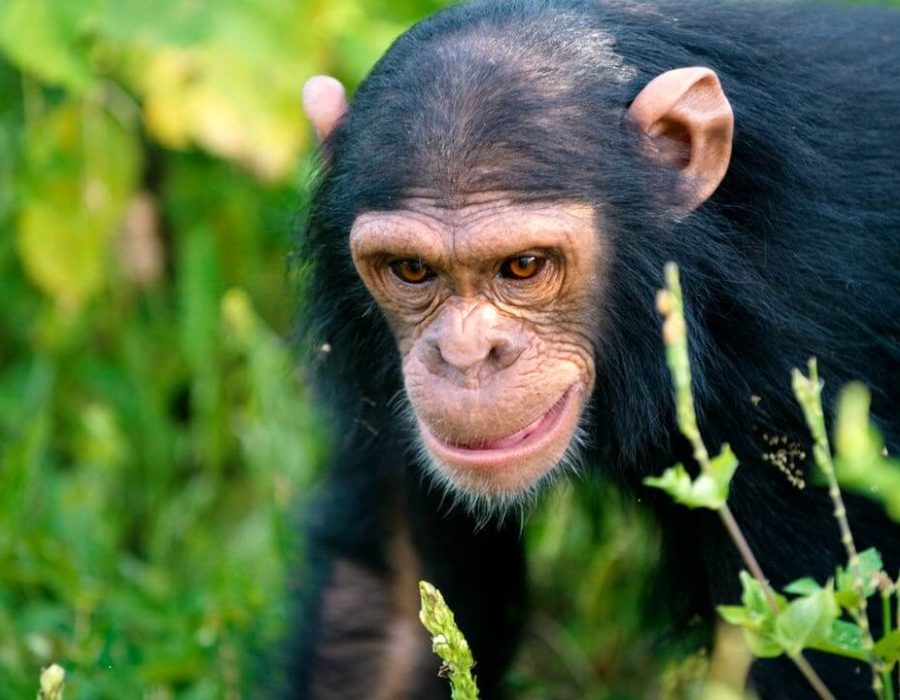 5 Days Chimpanzees Tracking in Their Natural Habitat