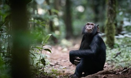 5 Days Chimpanzees Tracking in Their Natural Habitat1