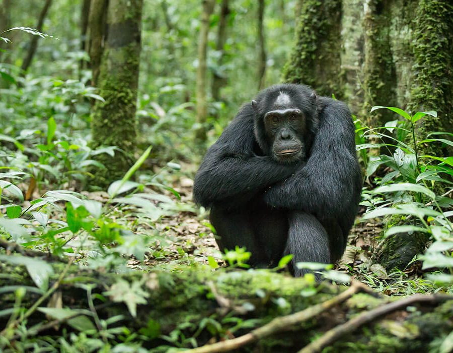 5 Days Chimpanzees Tracking in Their Natural Habitat2