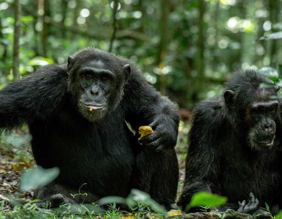 5 Days Chimpanzees Tracking in Their Natural Habitat3