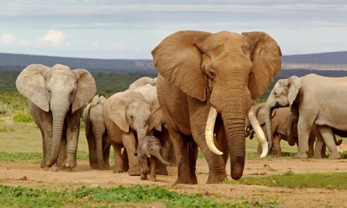 5 Days Safari, Discovering the Famous North of Tanzania