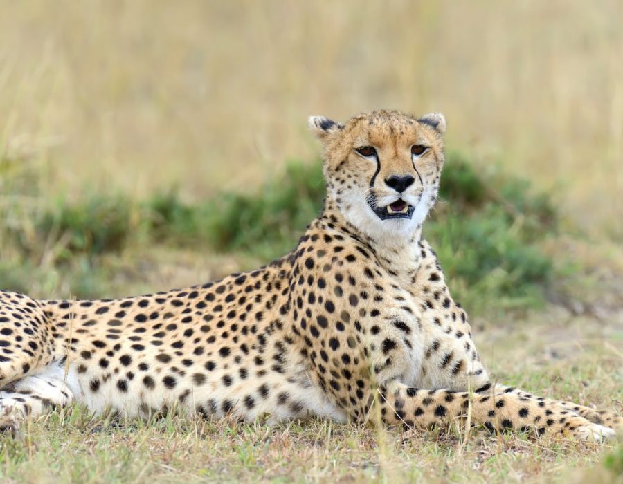 5 Days Safari, Discovering the Famous North of Tanzania1