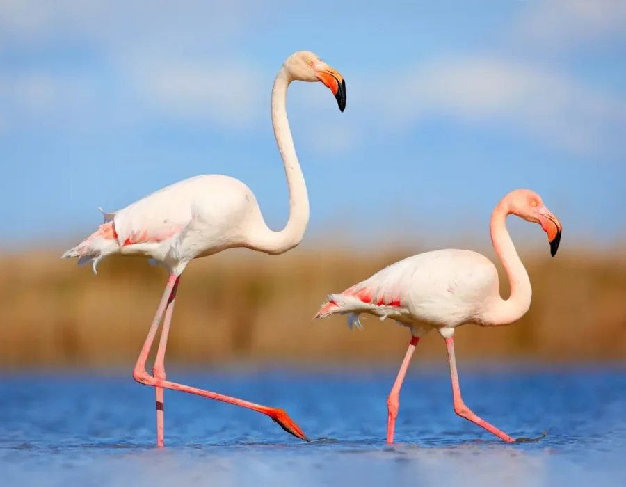 5 Days Safari, Discovering the Famous North of Tanzania5