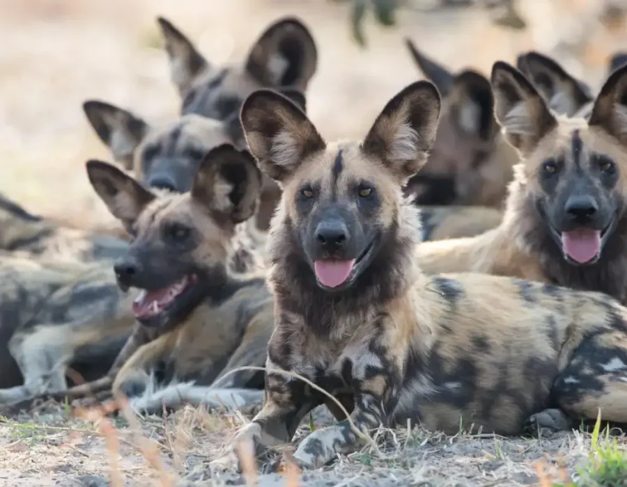 5 Days in Tanzania's Wild South 4