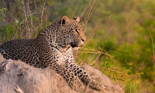 6 Days Safari, Exploring the Famous North of Tanzania