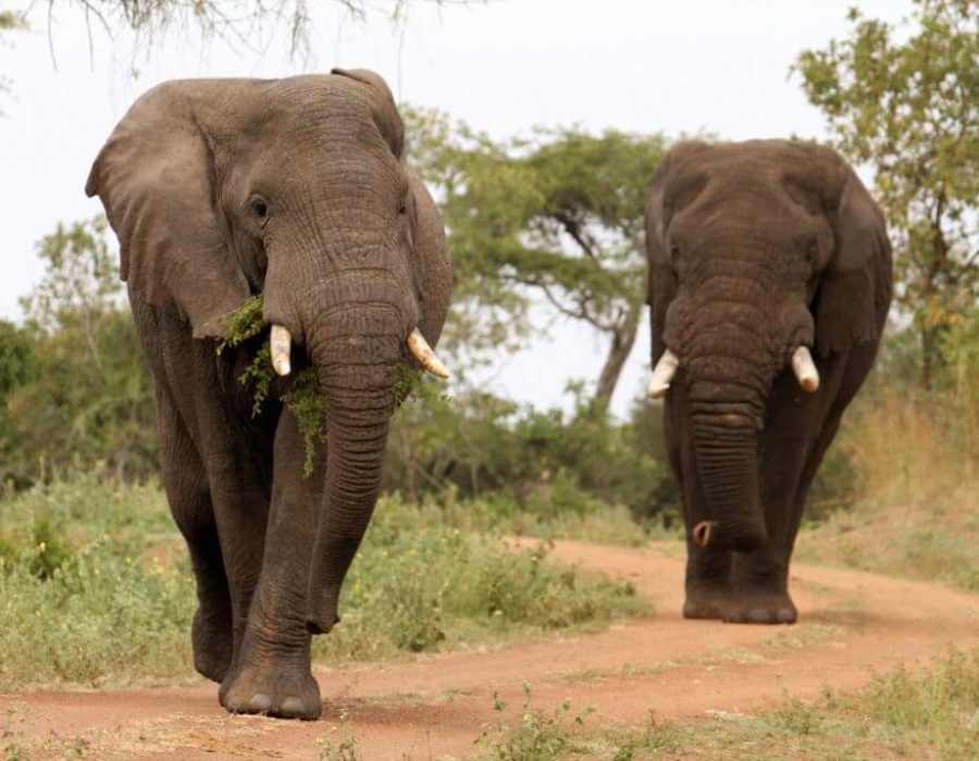 6 Days Safari, Exploring the Famous North of Tanzania1