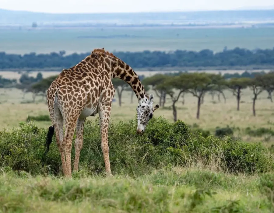 6 Days Safari, Exploring the Famous North of Tanzania2