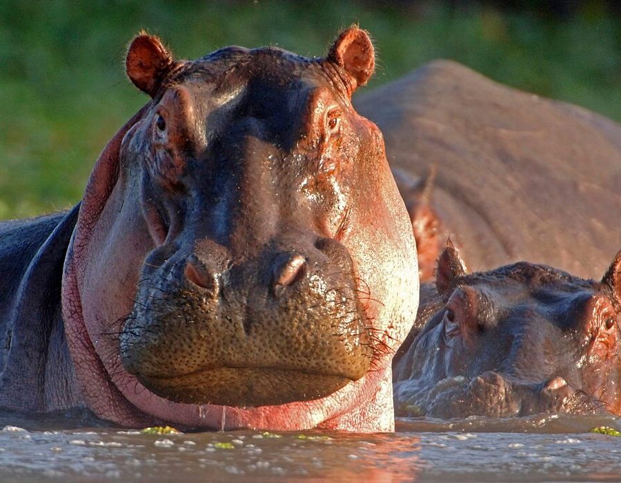 6 Days Safari, Exploring the Famous North of Tanzania3