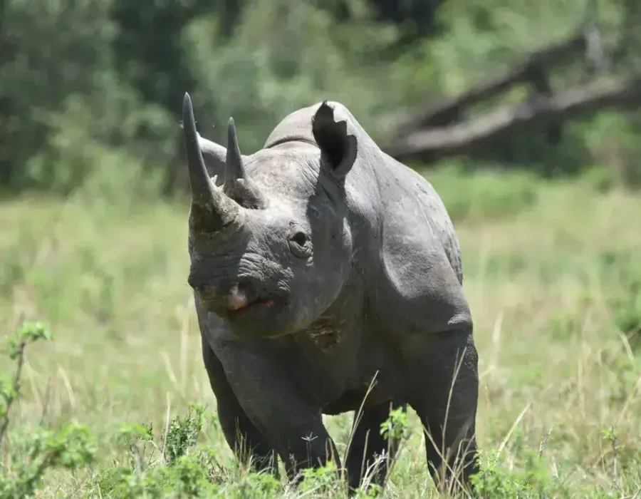 6 Days Safari, Exploring the Famous North of Tanzania4