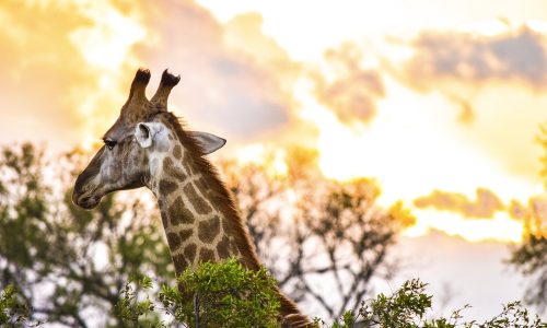7 Days Safari, exploring the famous North of Tanzania