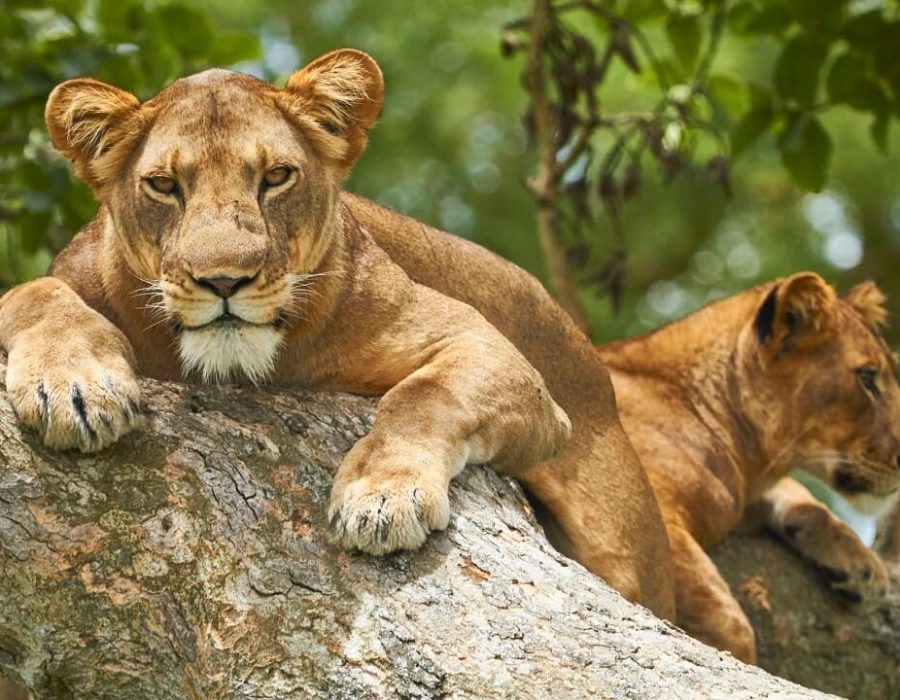 8 Days Wildlife & Cycling Safari2