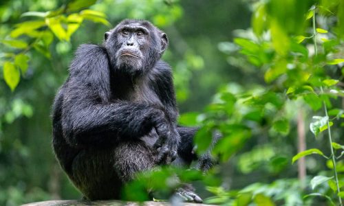 9 Days Chimpanzees Tracking in South-western Tanzania