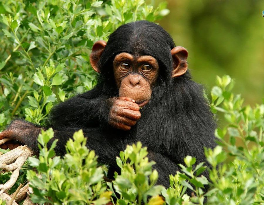 9 Days Chimpanzees Tracking in South-western Tanzania1