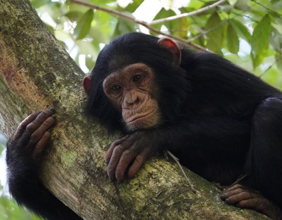 9 Days Chimpanzees Tracking in South-western Tanzania2