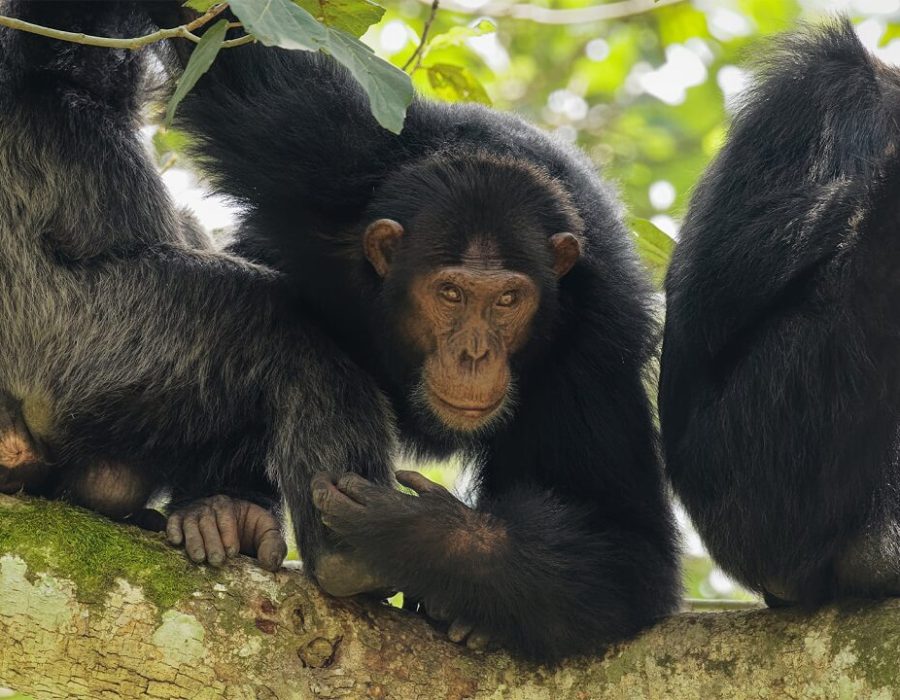 9 Days Chimpanzees Tracking in South-western Tanzania3