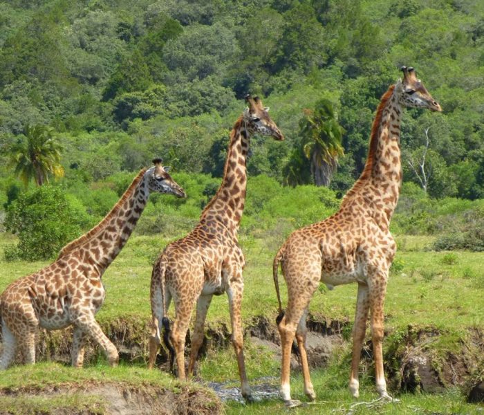 Arusha-National-Park