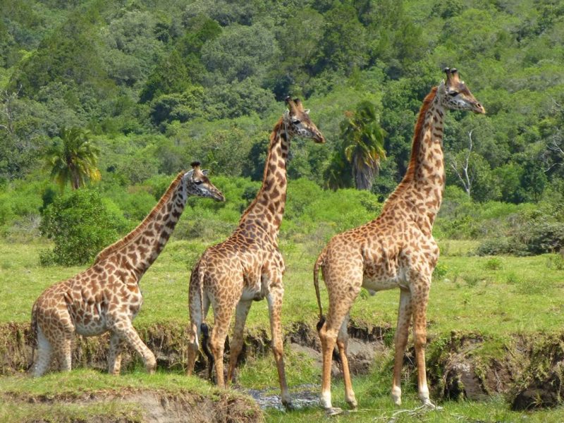 Arusha-National-Park