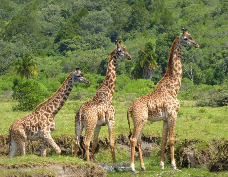 Arusha-National-Park