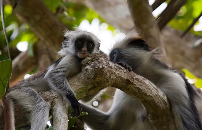 JOZAN FOREST ZANZIBAR