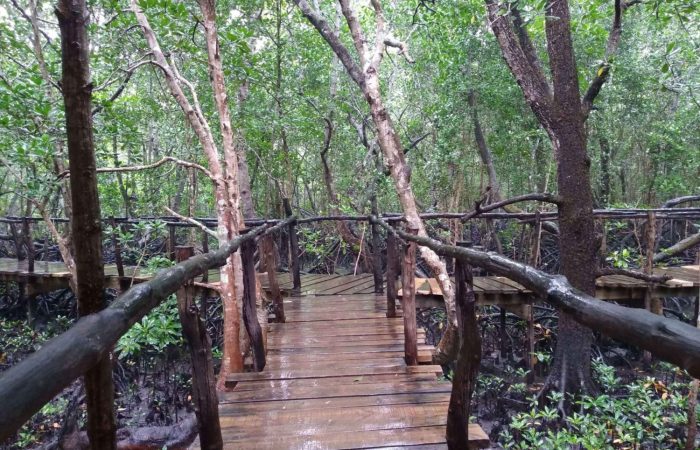 JOZAN FOREST