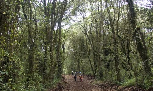 Kilimanjaro1