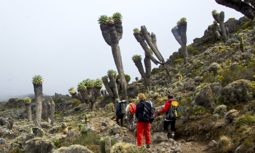 Kilimanjaro2