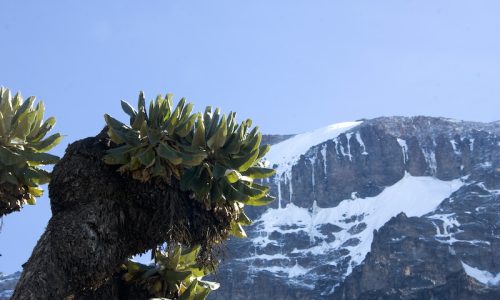 Kilimanjaro3