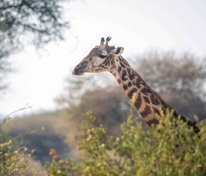 Saadani National Park2