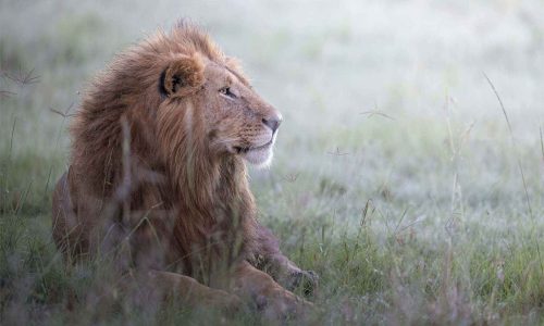 Serengeti Lion in Active Tanzania
