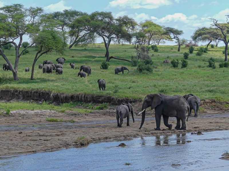 Tarangire Elephant in river