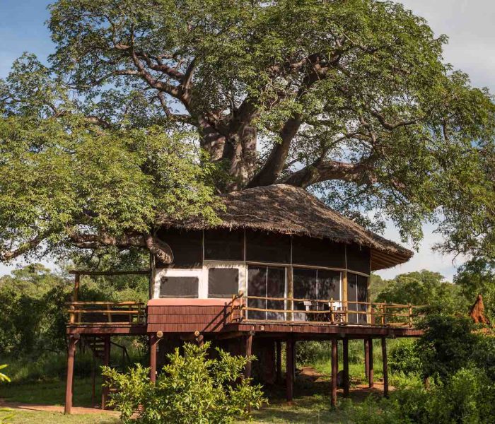 Tree Houses 2