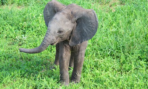 baby_elephant