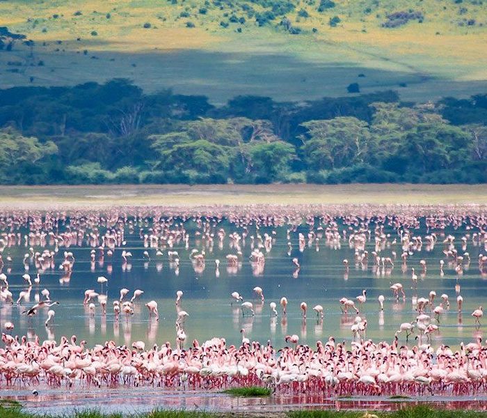 bird manyara