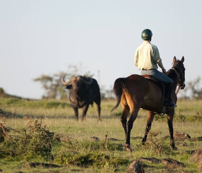 horse