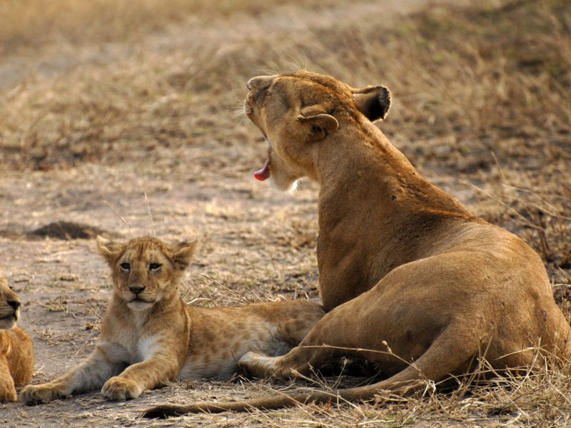 lions1