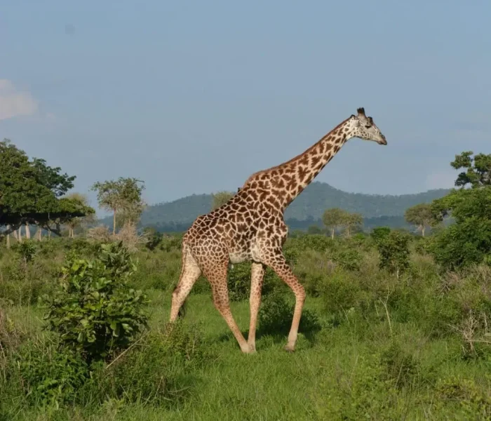 mikumi giraffee