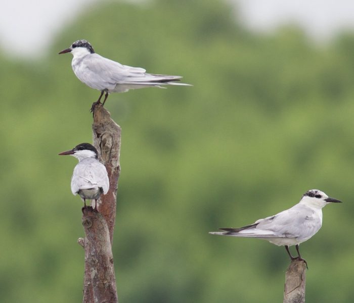 mkomazi birds