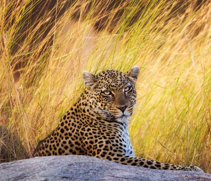 mkomazi