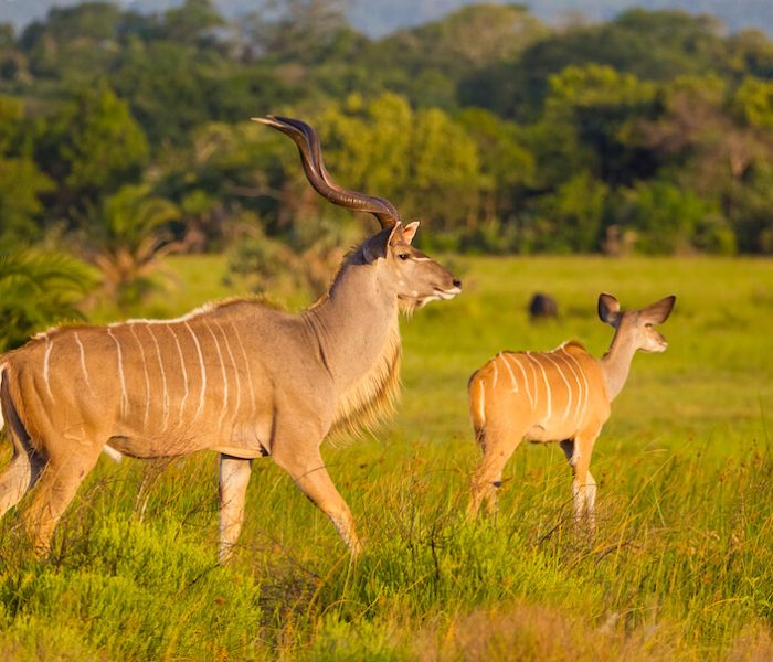ruaha44