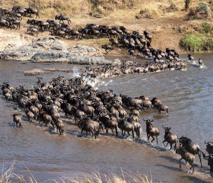 serengeti migration3