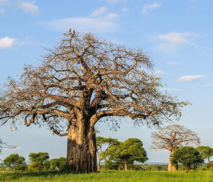 tarangire baobab